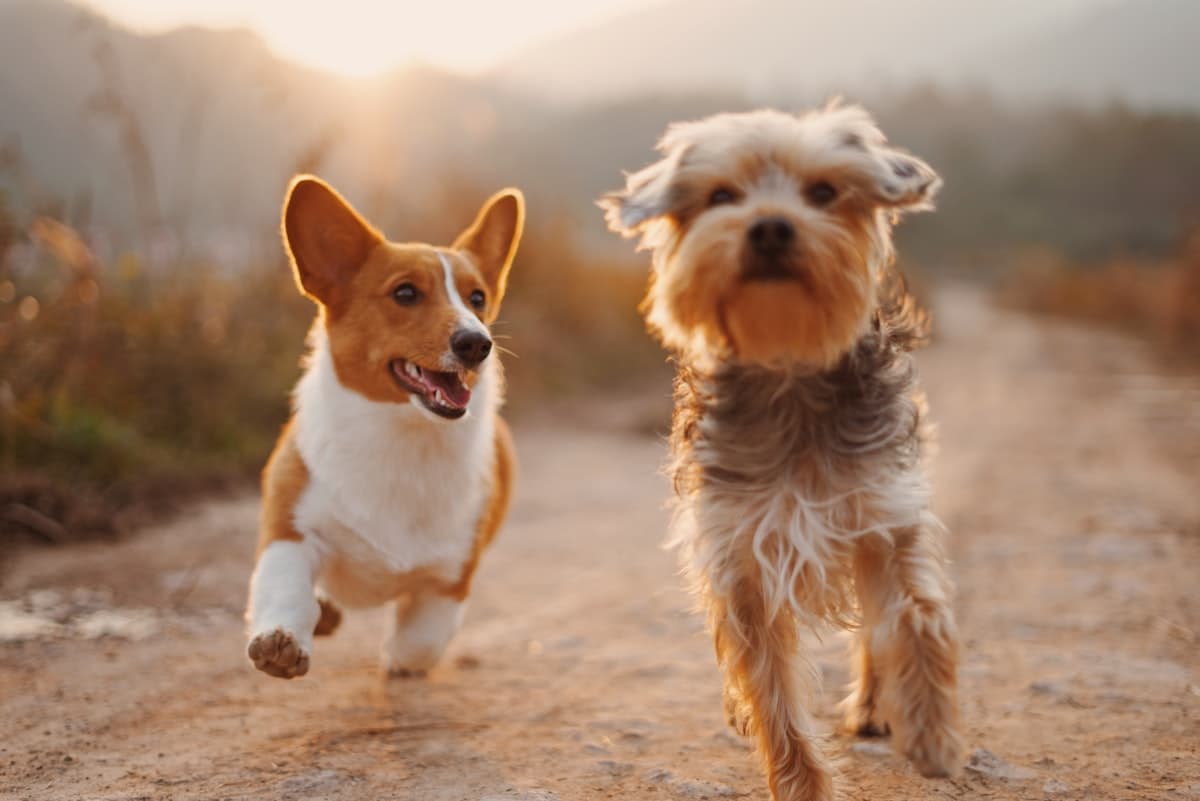 Two playful dogs running together